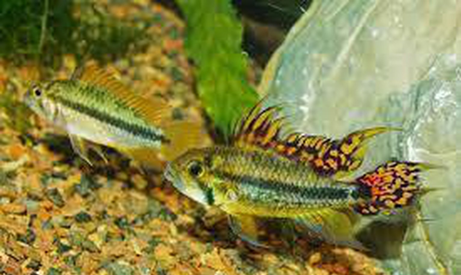 x1 Pair Package - Double Red Apisto Cacatouides Cichlid Pair Sml 1"- 1 1/2" Each-Cichlid - Apistogramma-www.YourFishStore.com