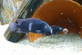 x1 Pair Package - Neetroplus Nematopus Cichlid Pair Med 2" - 3" Each-Cichlid - Neotropical-www.YourFishStore.com