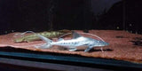 x1 Piraiba Catfish Manitoba Sml 1" - 2" Each - Freshwater Fish Free Shipping-Freshwater Fish Package-www.YourFishStore.com