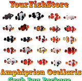 x10 Assorted Percula Clown Fish Grab Bag- Med Sizes +3 FREE Bubble Anemone Free Shipping (BULK)-marine fish packages-www.YourFishStore.com