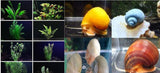 x10 Assorted Plants / x10 Assorted Mystery Snails Package-Complete Tank Packages-www.YourFishStore.com