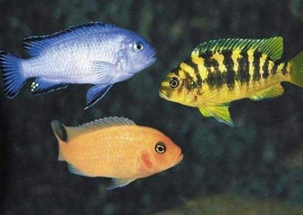 x10 Package - Assorted African Cichlid Lrg 4" - 5" Each