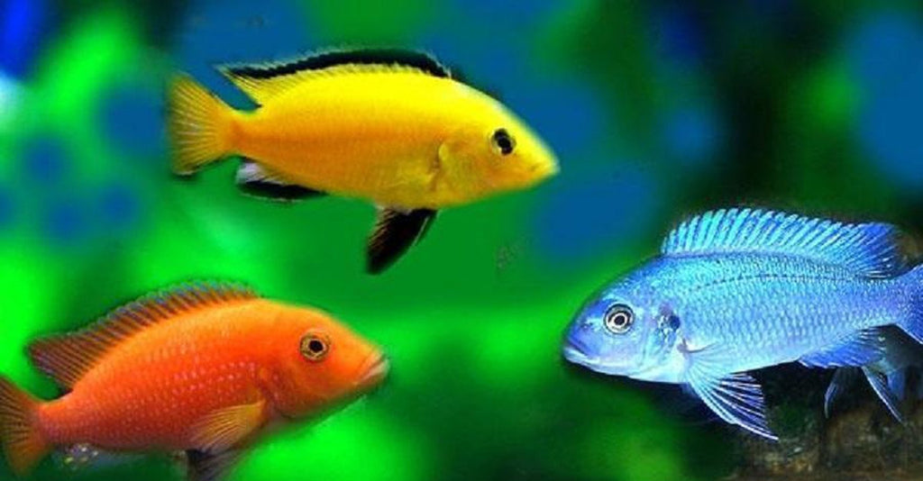 x10 Package - Assorted Premium African Cichlid  Sml 1"- 1 1/2" Each