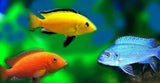 x10 Package - Assorted Premium African Cichlid Sml 1"- 1 1/2" Each-Cichlid - Lake Malawi-www.YourFishStore.com