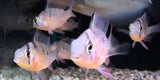 x10 Package - Bolivian Ram Cichlid Sml 1"- 1 1/2" Each-Cichlid - Neotropical-www.YourFishStore.com