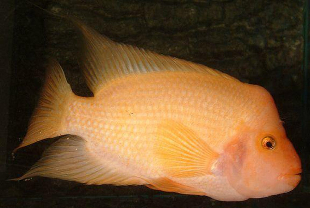 x10 Package - Colored Red Devil Cichlid  Sml 1"- 1 1/2" Each