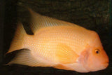 x10 Package - Colored Red Devil Cichlid Sml 1"- 1 1/2" Each-Cichlid - Neotropical-www.YourFishStore.com