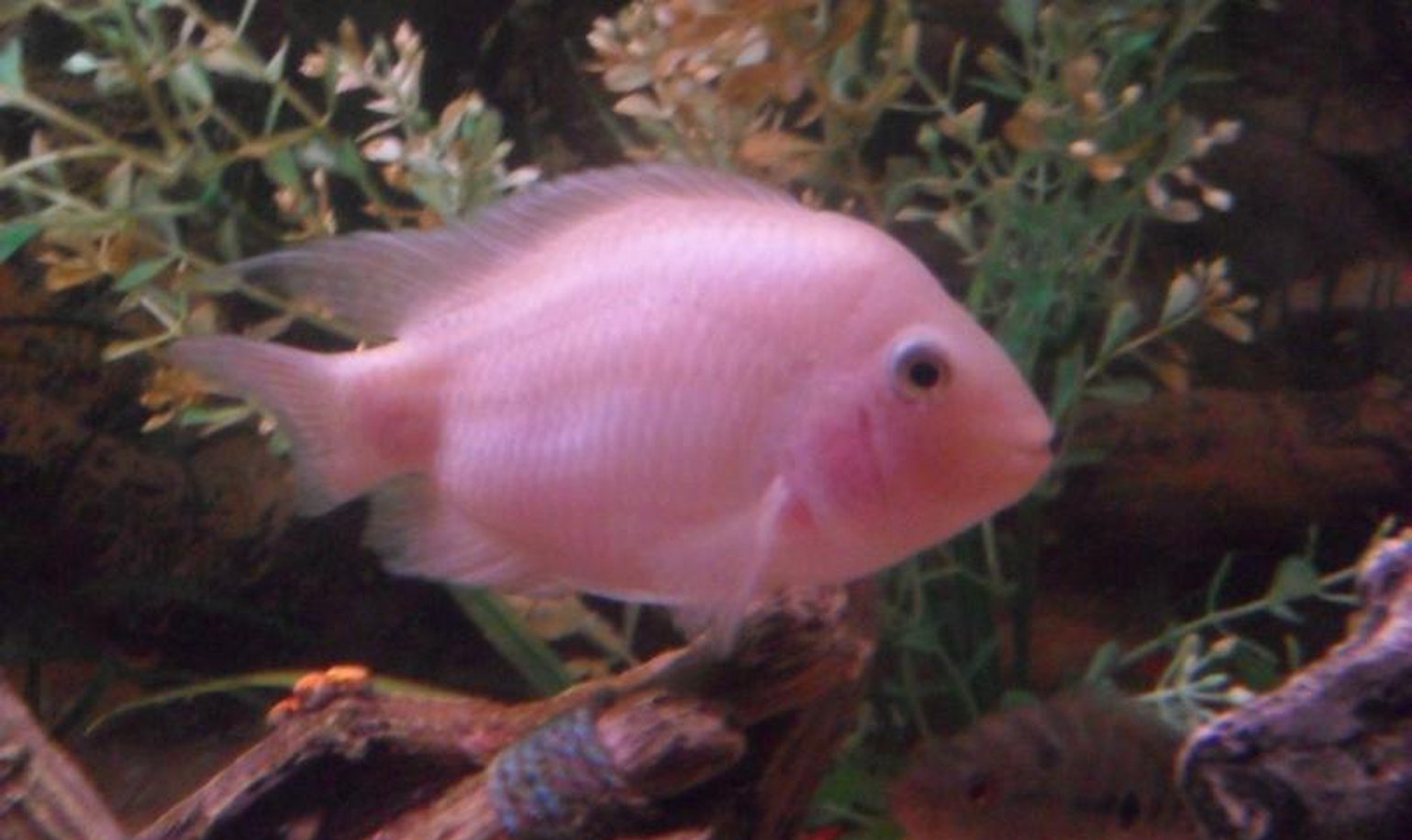 x10 Package - Pink Convict Cichlid Med 2" - 3" Each-Cichlid - Neotropical-www.YourFishStore.com