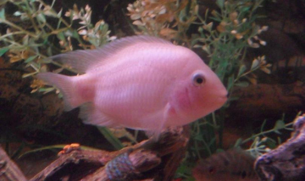 x10 Package - Pink Convict Cichlid Med 2" - 3" Each