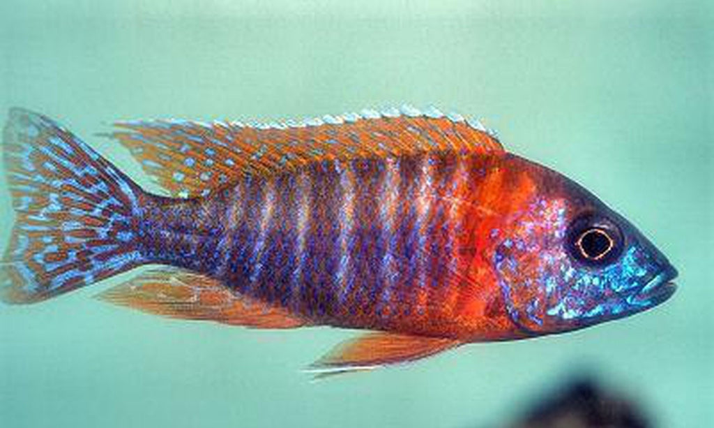 x10 Package - Red Peacock Cichlid  Sml 1"- 1 1/2" Each