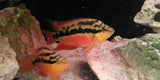 x10 Package - Salvini Cichlid Sml 1"- 1 1/2" Each-Cichlid - Neotropical-www.YourFishStore.com