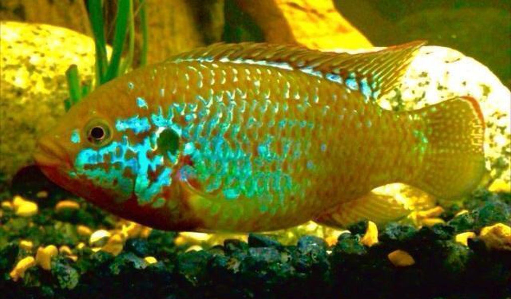 x10 Package - Turquoise Jewel Cichlid  Sml 1"- 1 1/2" Each