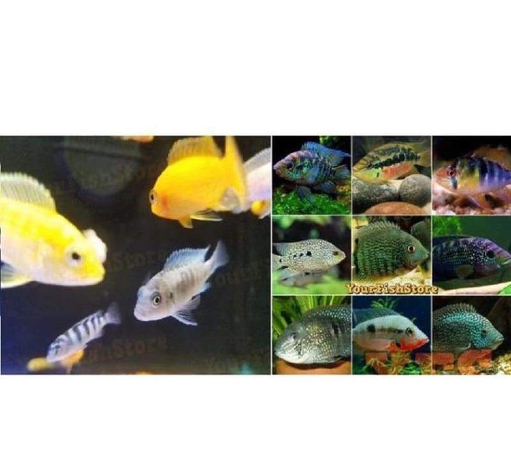 x100 African Cichlid Assorted / x100 South American Cichlids - Freshwater *Bulk-Freshwater Fish Package-www.YourFishStore.com