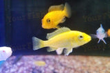 x100 African Cichlid Assorted / x50 South American Cichlids - Freshwater *Bulk-Freshwater Fish Package-www.YourFishStore.com