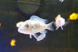 x100 African Cichlid Assorted / x75 South American Cichlids - Freshwater *Bulk-Freshwater Fish Package-www.YourFishStore.com