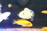 x100 African Cichlid Assorted / x75 South American Cichlids - Freshwater *Bulk-Freshwater Fish Package-www.YourFishStore.com