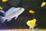 x100 African Cichlid Assorted / x75 South American Cichlids - Freshwater *Bulk-Freshwater Fish Package-www.YourFishStore.com