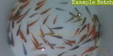 x100 African Cichlid Assorted / x75 South American Cichlids - Freshwater *Bulk-Freshwater Fish Package-www.YourFishStore.com