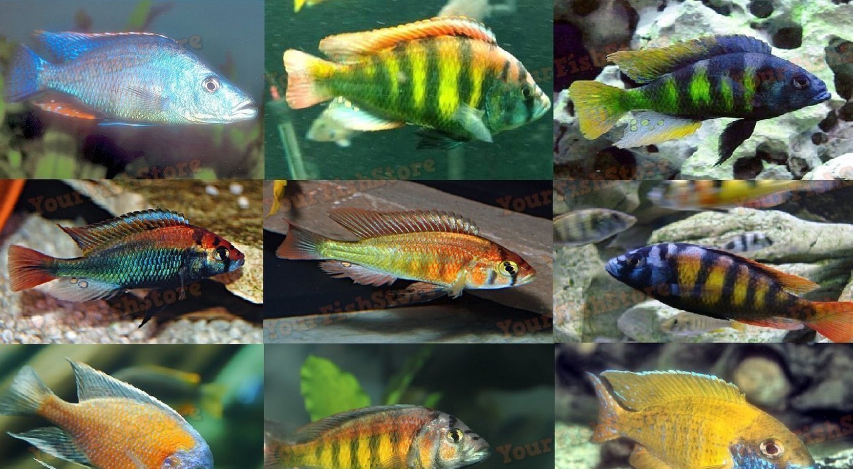 x2 Assorted Haplochromis Cichlids Lrg 4-6" Each Package-Freshwater Fish Package-www.YourFishStore.com