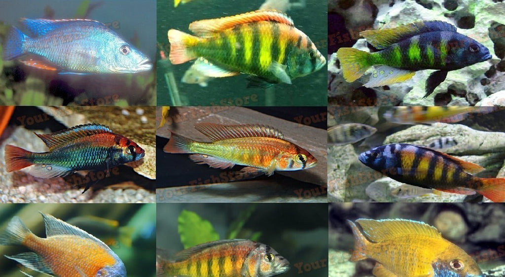 x2 Assorted Haplochromis Cichlids Lrg 4-6" Each Package