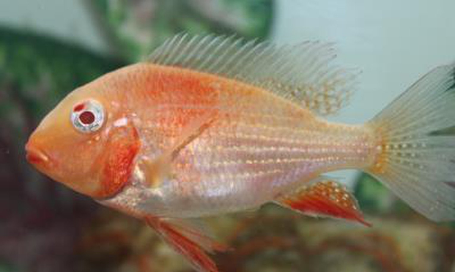 x2 Package - Albino Heckelii Cichlid ~ Sml/Med 1 1/2" - 2 1/2" Each-Cichlid - Neotropical-www.YourFishStore.com