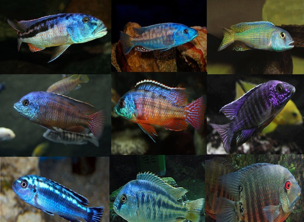 x2 Package - Assorted African Cichlid Lrg 4" - 5" Each