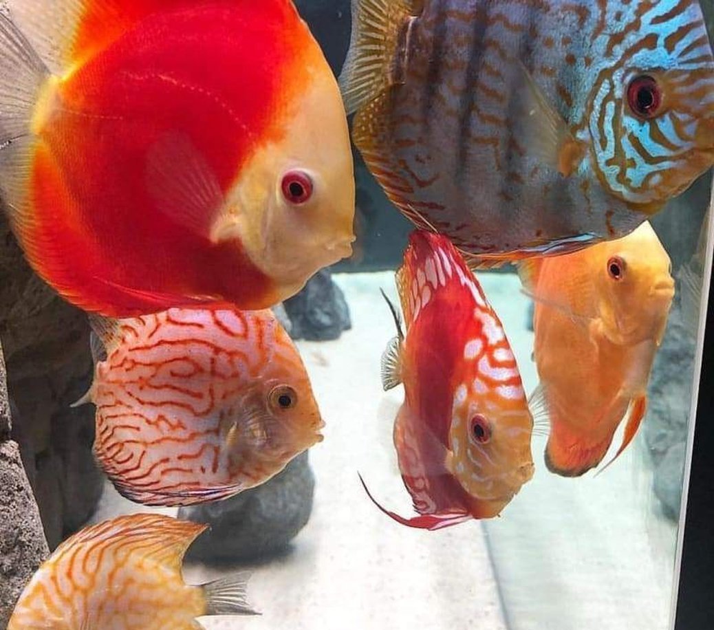 x2 Package - Assorted Discus Med 2"- 3 1/2" Each-Cichlid - Discus-www.YourFishStore.com