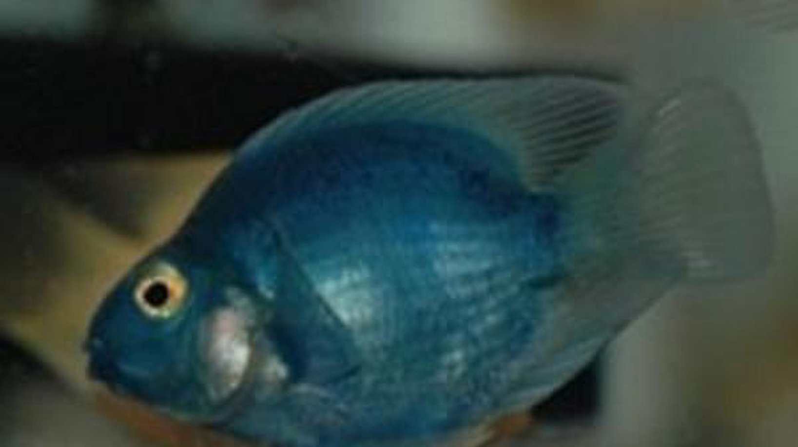 x2 Package - Blue Jellybean Parrot Cichlid Sml 1"- 1 1/2" Each-Cichlid - Miscellaneous-www.YourFishStore.com