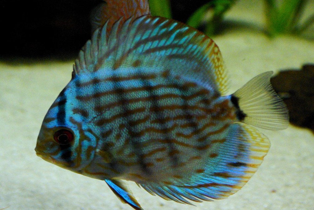 x2 Package - Blue Turquoise Discus  Sml 1"- 1 1/2" Each