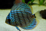 x2 Package - Blue Turquoise Discus Sml 1"- 1 1/2" Each-Cichlid - Discus-www.YourFishStore.com