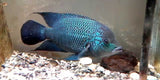 x2 Package - Blue Umbriferum Cichlid Sml 1"- 1 1/2" Each-Cichlid - Neotropical-www.YourFishStore.com
