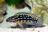 x2 Package - Bluefin Julidochromis Ornatus Cichlid Sml 1"- 1 1/2" Each-Cichlid - Lake Tanganyikan-www.YourFishStore.com