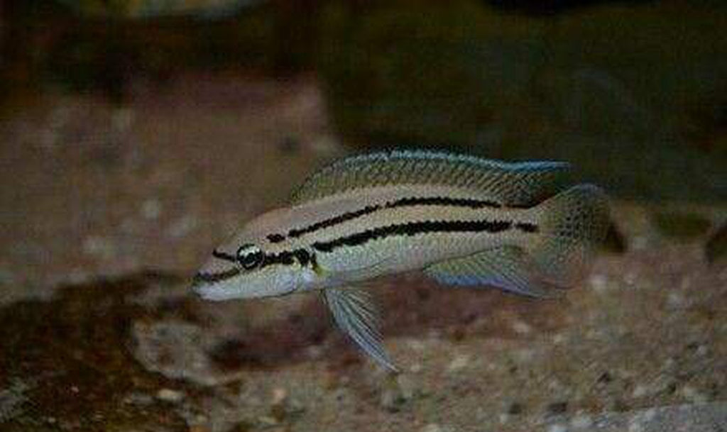 x2 Package - Chalinochromis Popelini Cichlid  Sml 1"- 1 1/2" Each