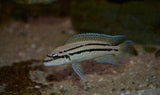 x2 Package - Chalinochromis Popelini Cichlid Sml 1"- 1 1/2" Each-Cichlid - Lake Tanganyikan-www.YourFishStore.com