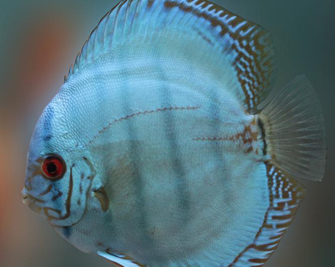 x2 Package Cobalt Blue Discus Sml 1