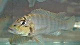 x2 Package - Ctenochromis Benthicola Cichlid Sml 1"- 1 1/2" Each-Cichlid - Lake Tanganyikan-www.YourFishStore.com