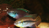 x2 Package - Enigmatochromis Lucanusi Cichlid Sml 1"- 1 1/2" Each-Cichlid - Miscellaneous-www.YourFishStore.com