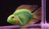 x2 Package - Green Jellybean Parrot Cichlid Sml 1"- 1 1/2" Each-Cichlid - Miscellaneous-www.YourFishStore.com