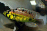 x2 Package - Haplochromis Aeneocolor Cichlid Sml 1"- 1 1/2" Each-Cichlid - Miscellaneous-www.YourFishStore.com