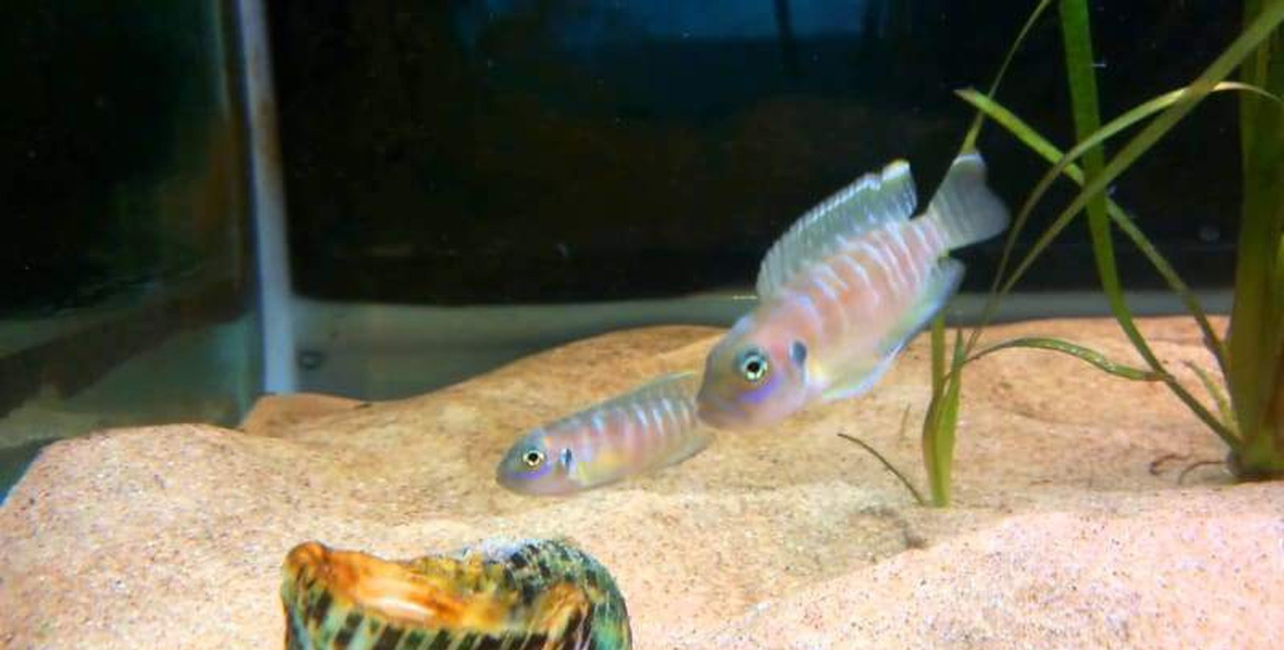 x2 Package - Lamprologus Brevis Cichlid Sml 1"- 1 1/2" Each-Cichlid - Lake Tanganyikan-www.YourFishStore.com