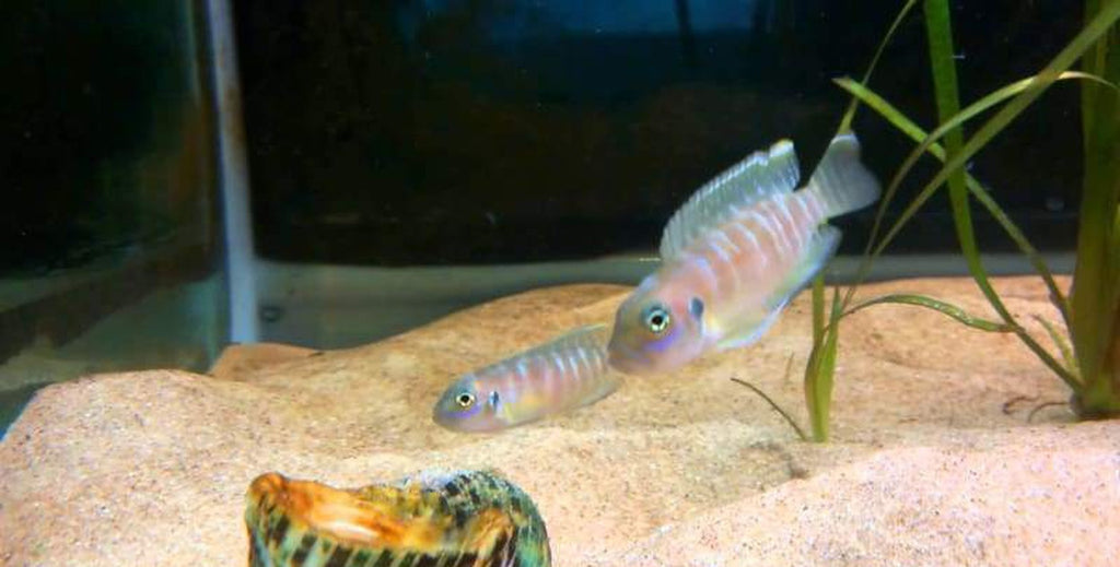 x2 Package - Lamprologus Brevis Cichlid  Sml 1"- 1 1/2" Each