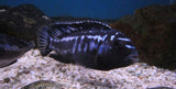 x2 Package - Melanochromis Interruptus Cichlid Sml 1"- 1 1/2" Each-Cichlid - Lake Malawi-www.YourFishStore.com