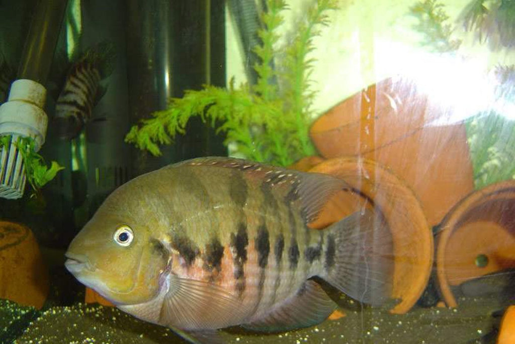x2 Package - Parrot Convict Cichlid  Sml 1"- 1 1/2" Each