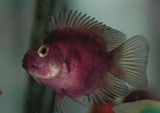 x2 Package - Purple Jellybean Parrot Cichlid Sml 1"- 1 1/2" Each-Cichlid - Miscellaneous-www.YourFishStore.com