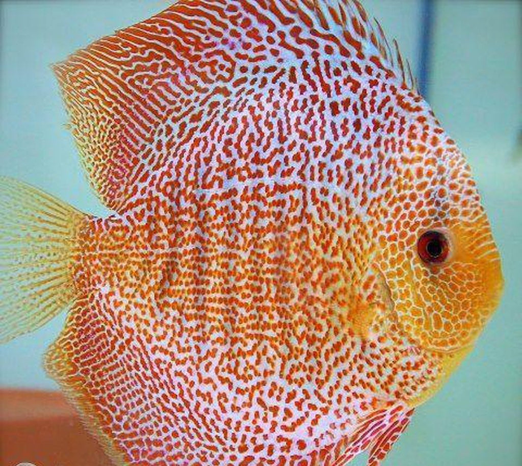 x2 Package - Red Leopard Discus  Sml 1"- 1 1/2" Each