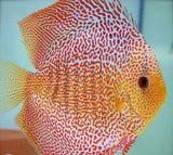x2 Package - Red Leopard Discus Sml 1"- 1 1/2" Each-Cichlid - Discus-www.YourFishStore.com
