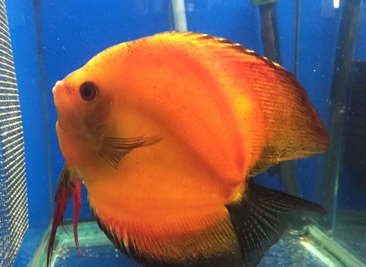 x2 Package - Red Marlboro Discus Sml 1"- 1 1/2" Each-Cichlid - Discus-www.YourFishStore.com