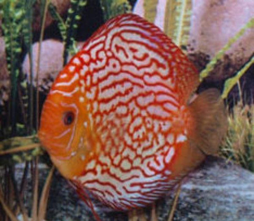 x2 Package - Red Pigeon Discus  Sml 2"- 3" Each