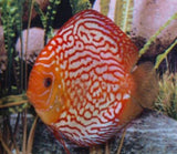 x2 Package - Red Pigeon Discus Sml 2"- 3" Each-Cichlid - Discus-www.YourFishStore.com