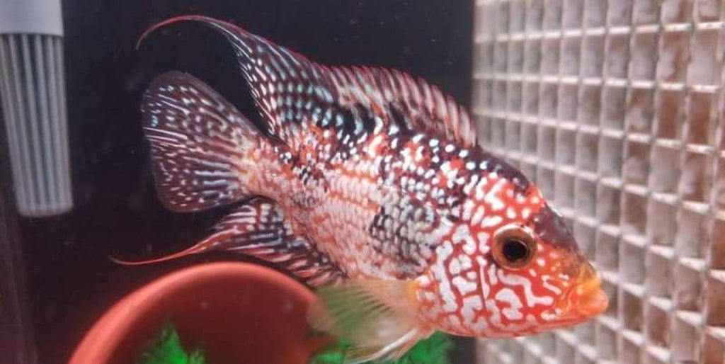 x2 Package - Red Texas Cichlid  Sml 1"- 1 1/2" Each